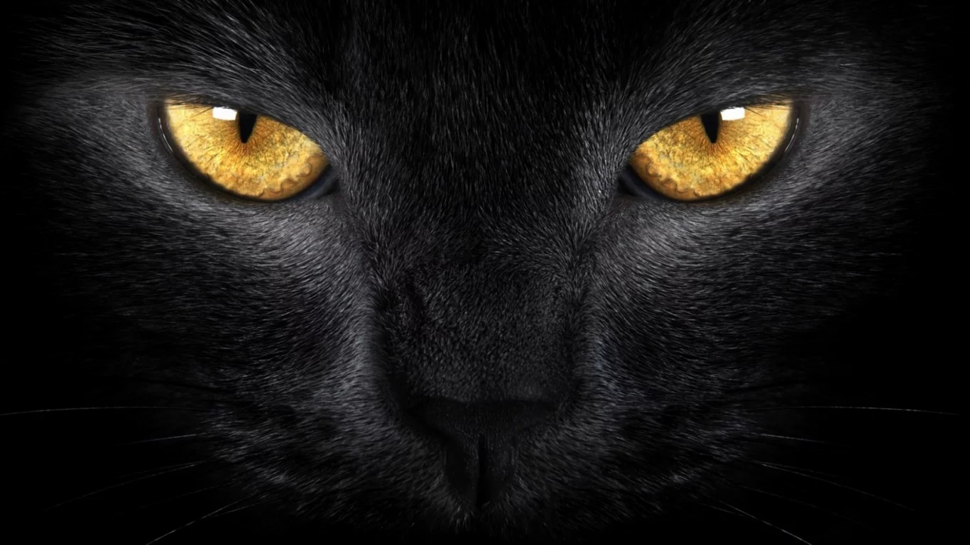 макро, кошка, чёрная, глаза