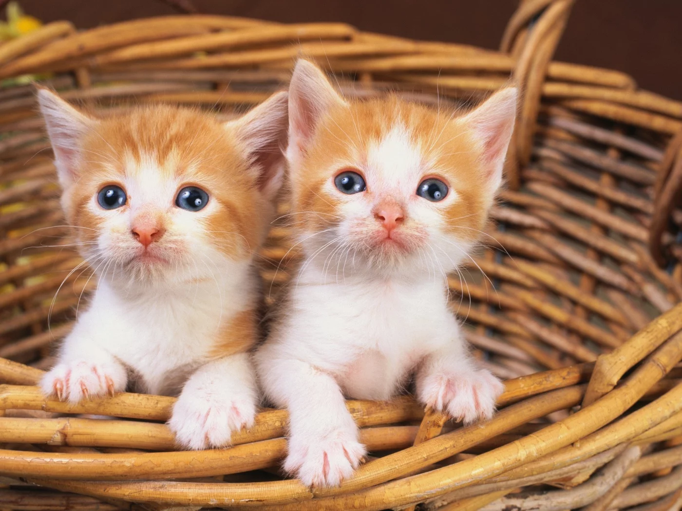 animals, животные, мир, world