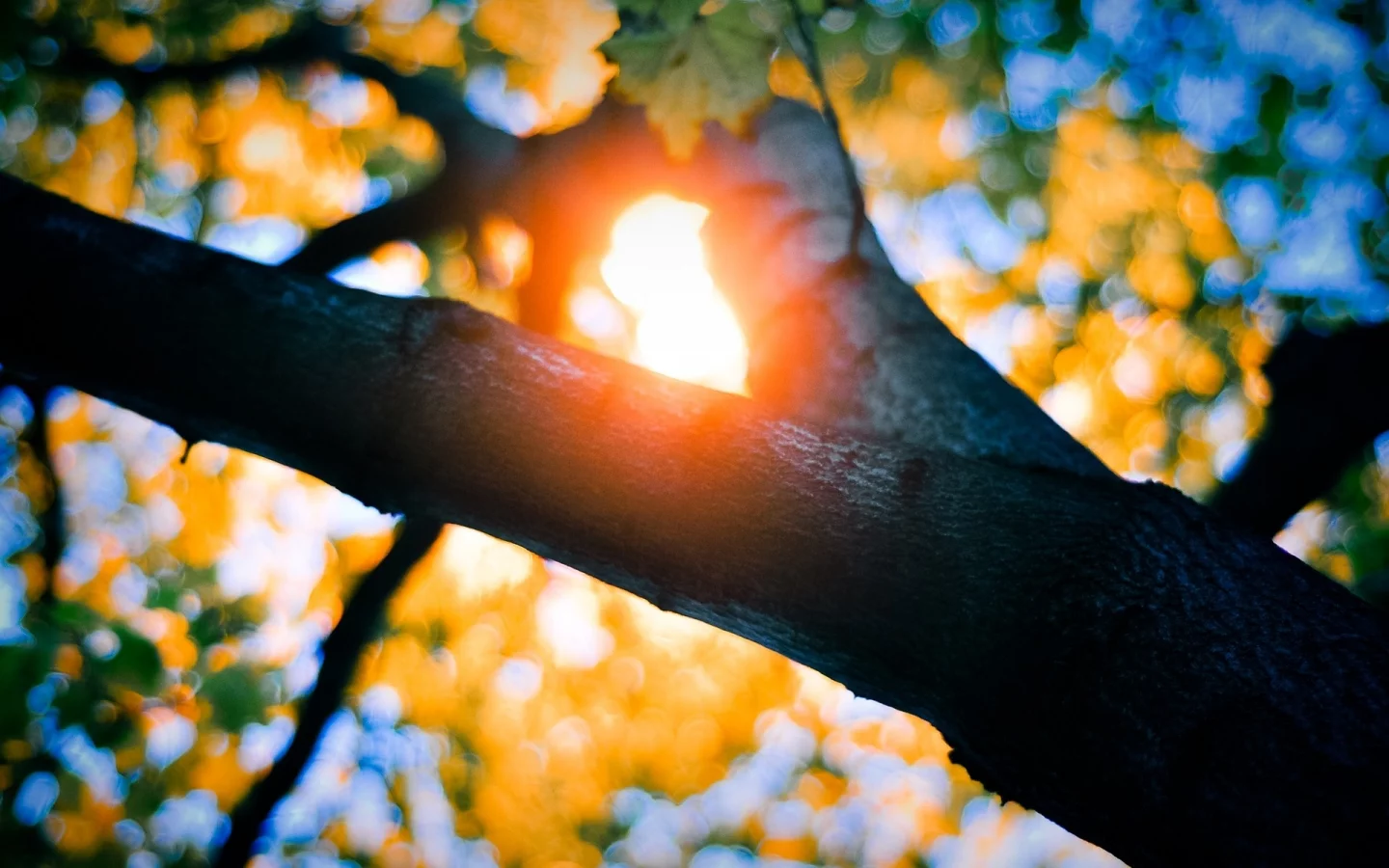 branches, природа, солнечного света, nature, bokeh, листья, боке, trees, sunlight, leaves, деревья, филиалы