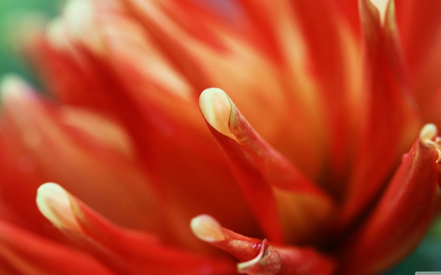 macro, flowers, , orange