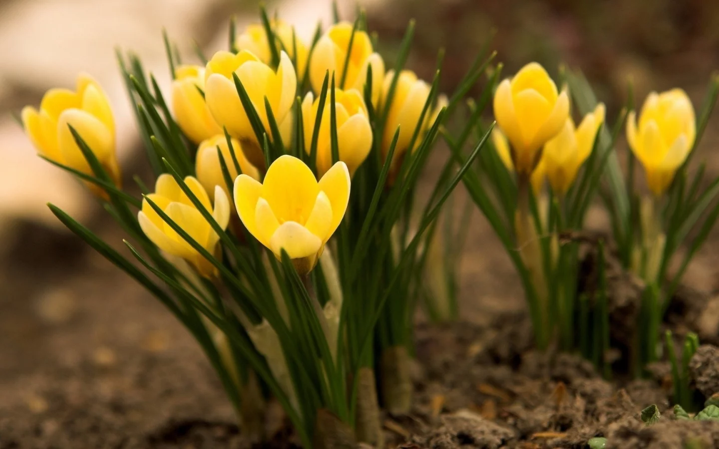 crocus, цветы, yellow, крокусы, желтые, flowers