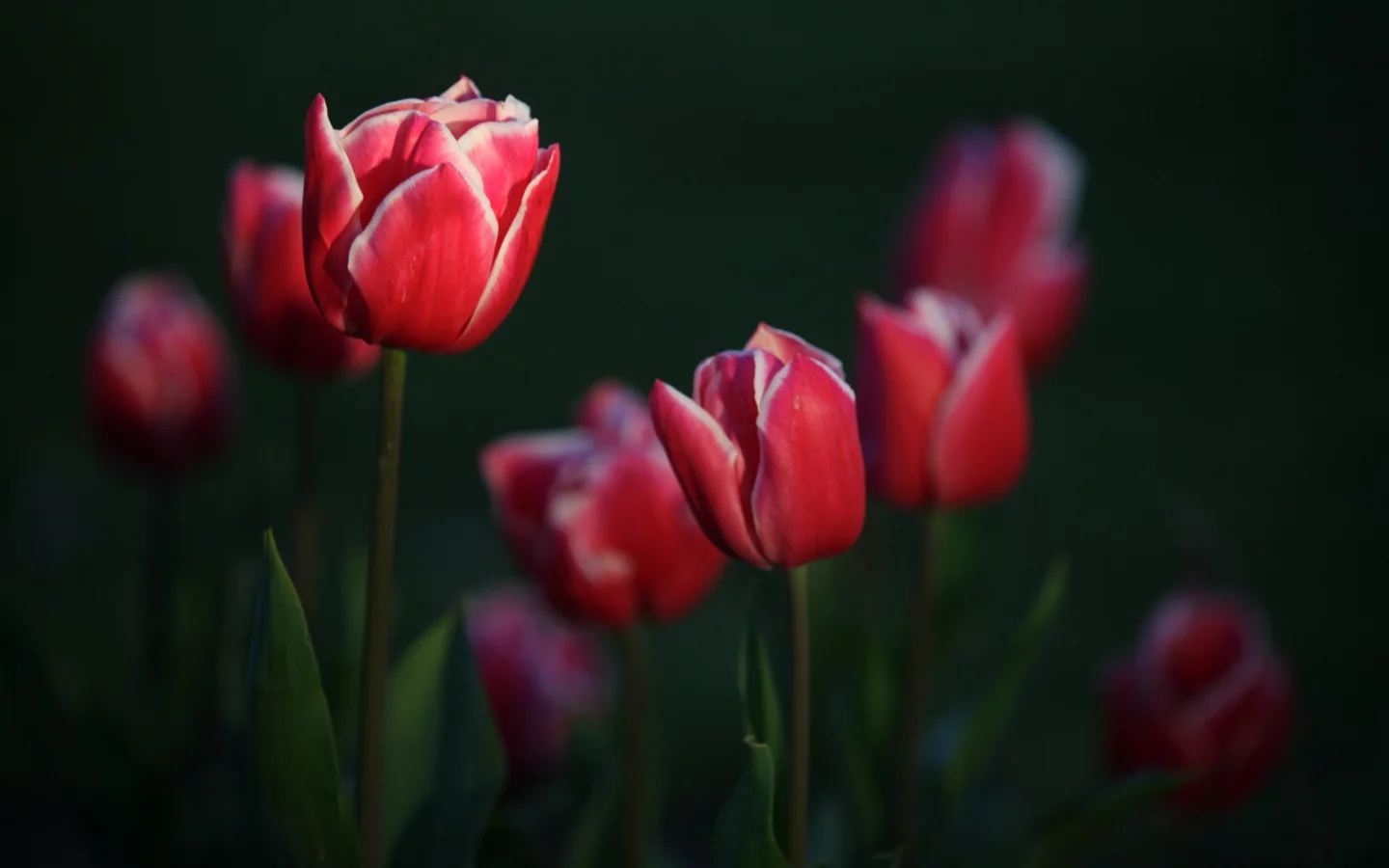 тюльпаны, garden, tulips, цветы, flowers, сад
