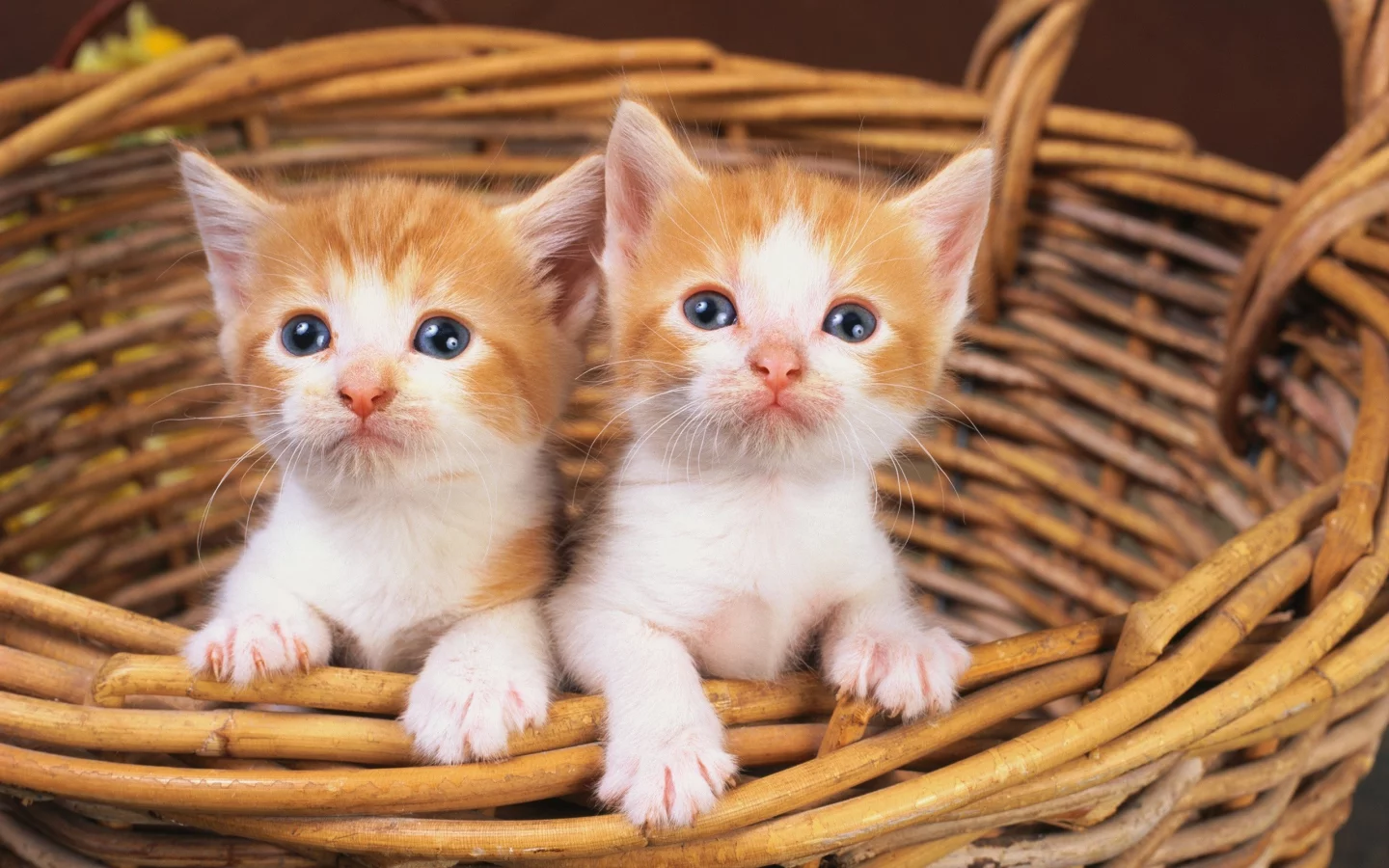 animals, животные, мир, world