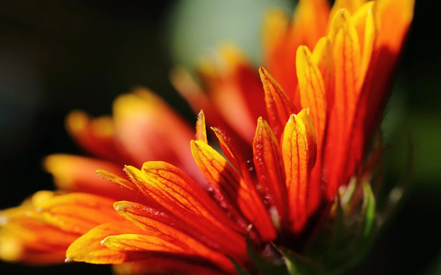 macro, plants, , close-up, flowers