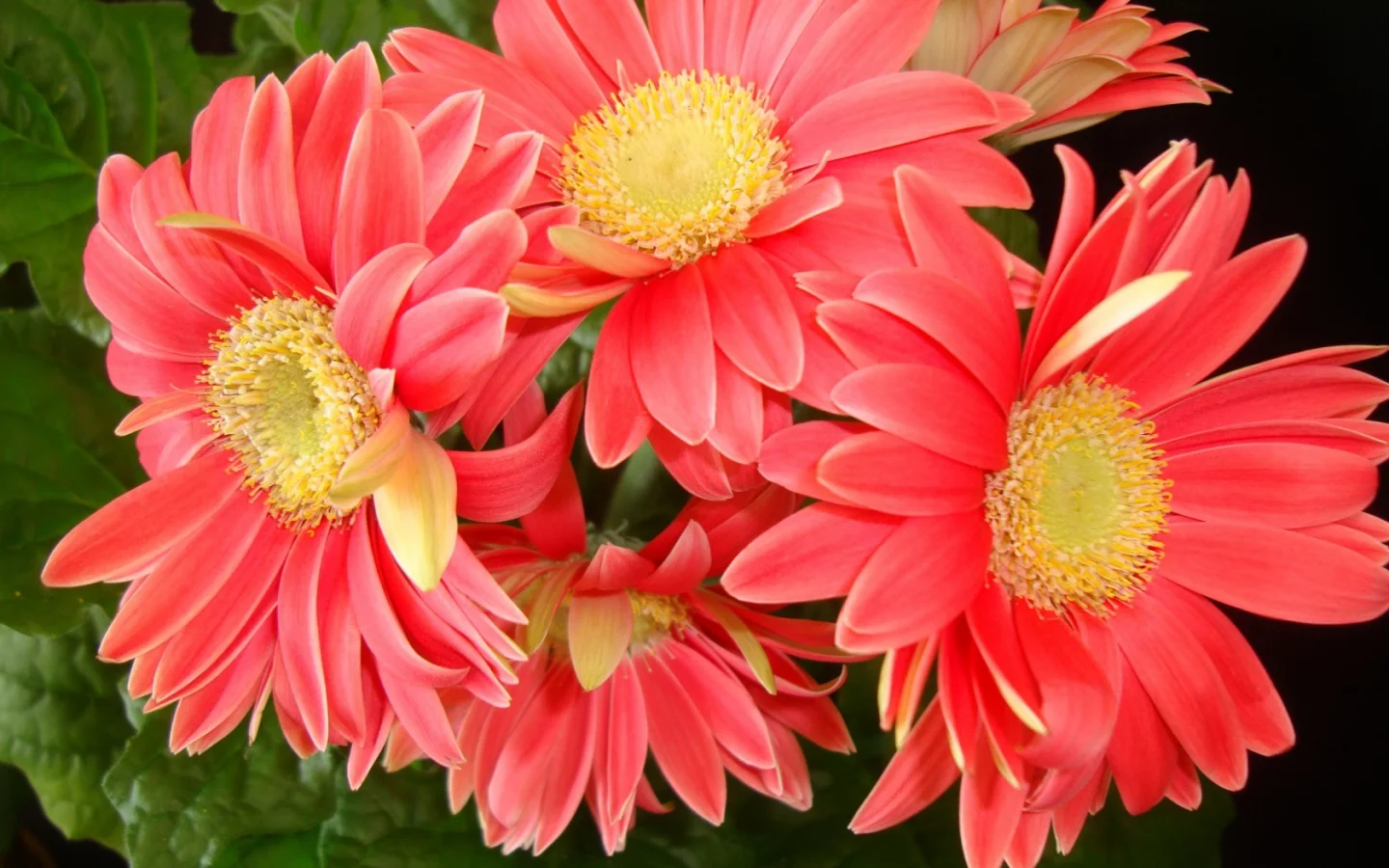 gerbera daisies, красивые, листья, цветы