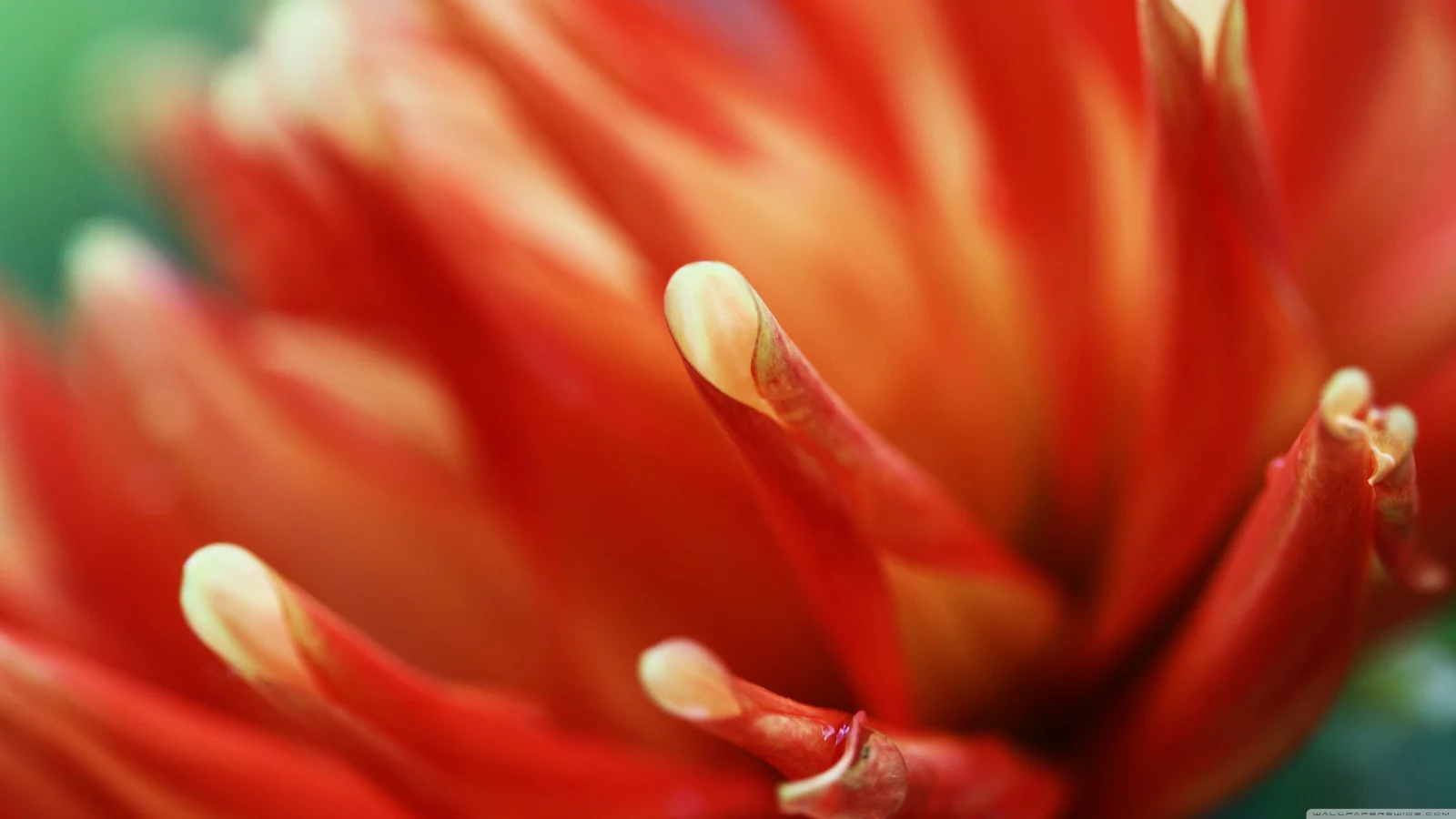 macro, flowers, , orange