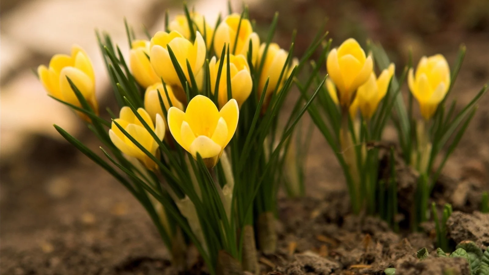 crocus, цветы, yellow, крокусы, желтые, flowers