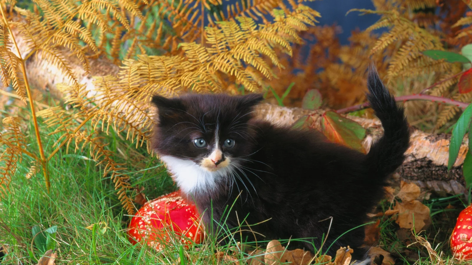 animals, животные, мир, world