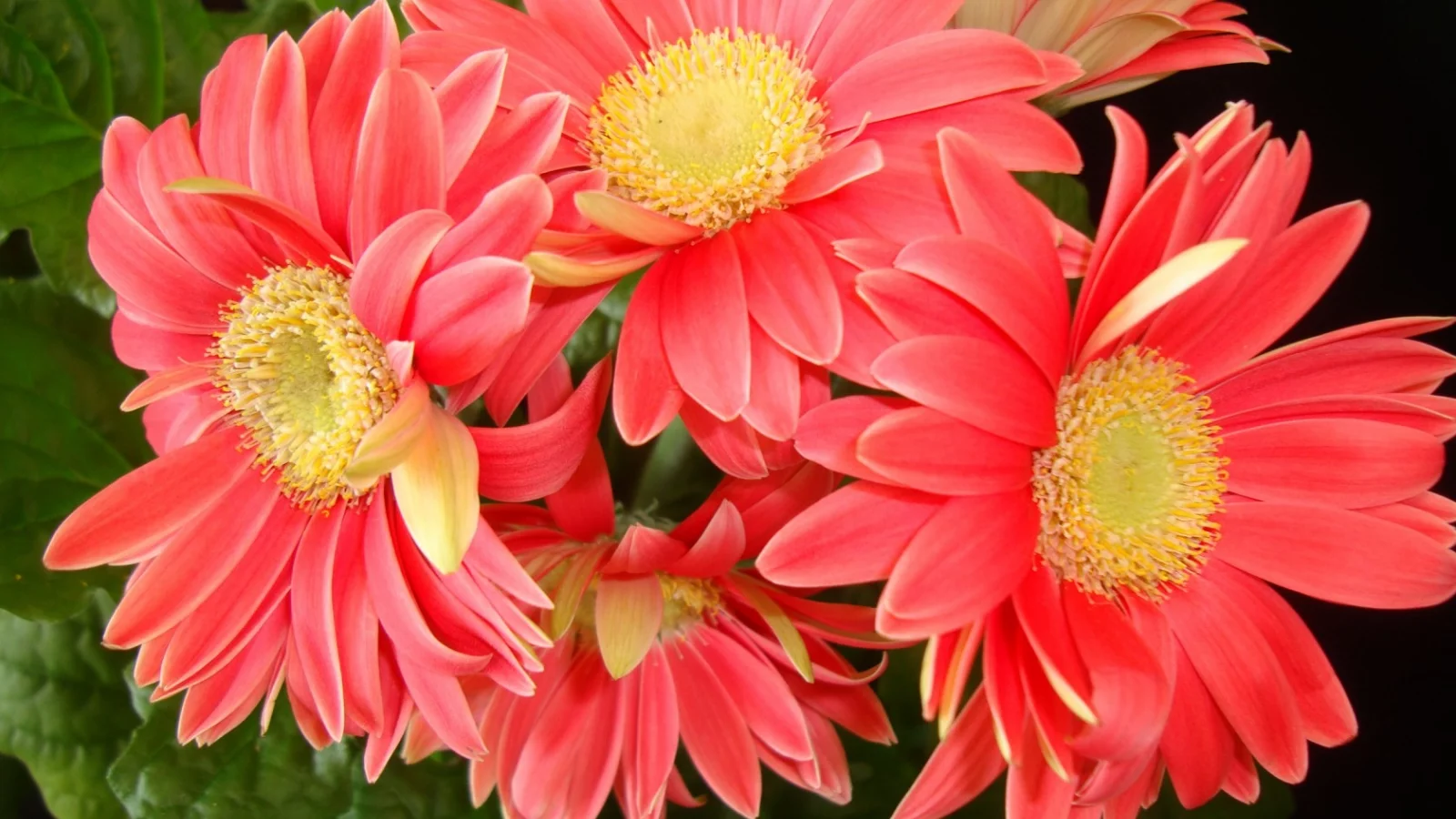 gerbera daisies, красивые, листья, цветы