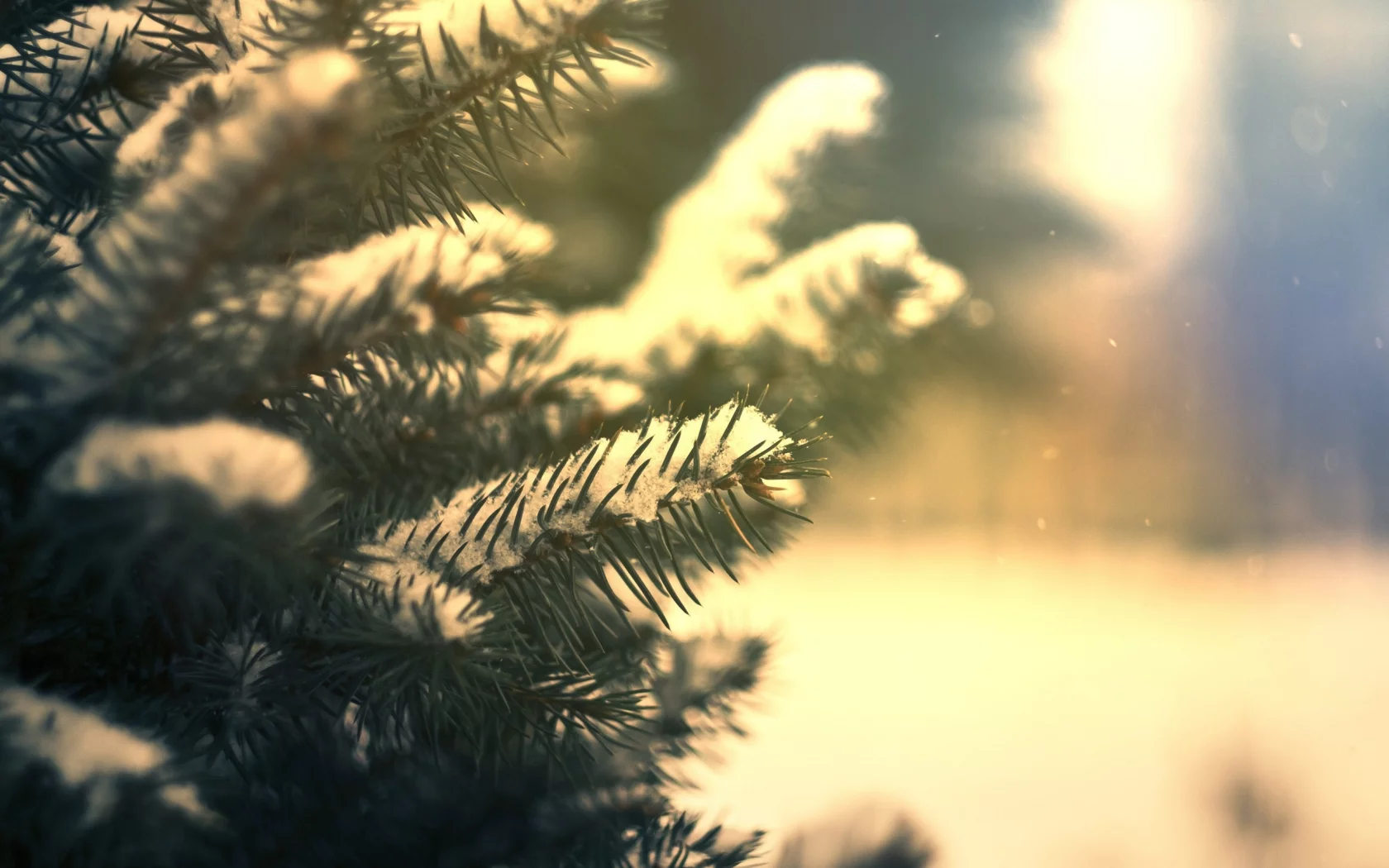 snow, ели, snowflakes, снег, nature, winter, природа, fir, зима, снежинки