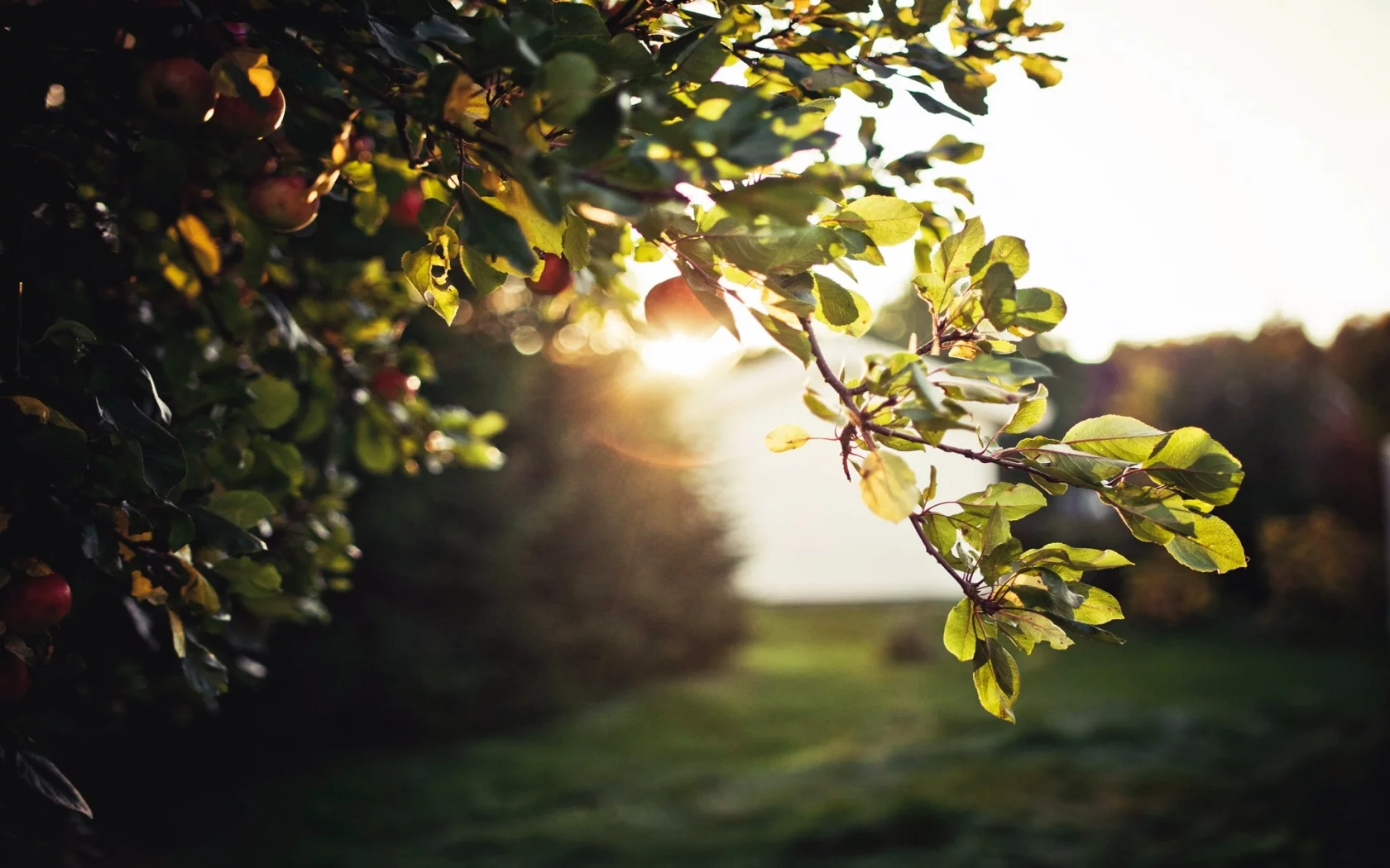, Sun, trees