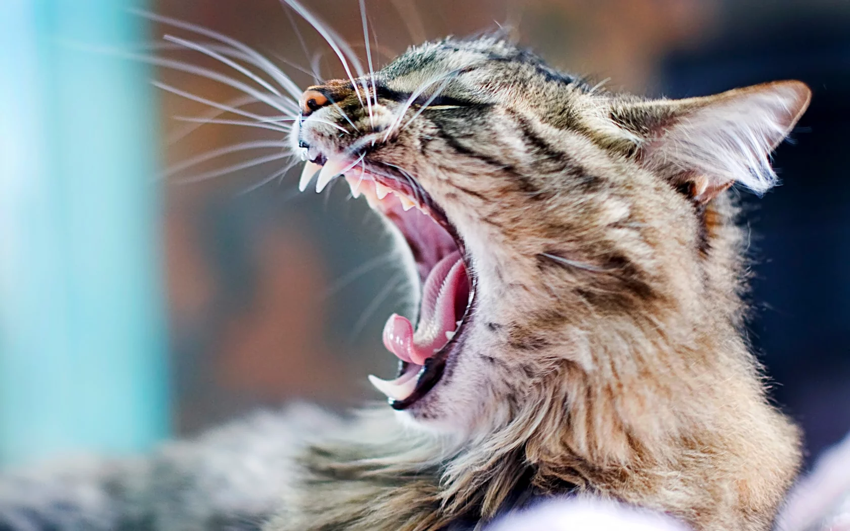 cats, upscaled, kittens, язык, teeth, широких масштабах, Кошки, котята, зубы, tongue