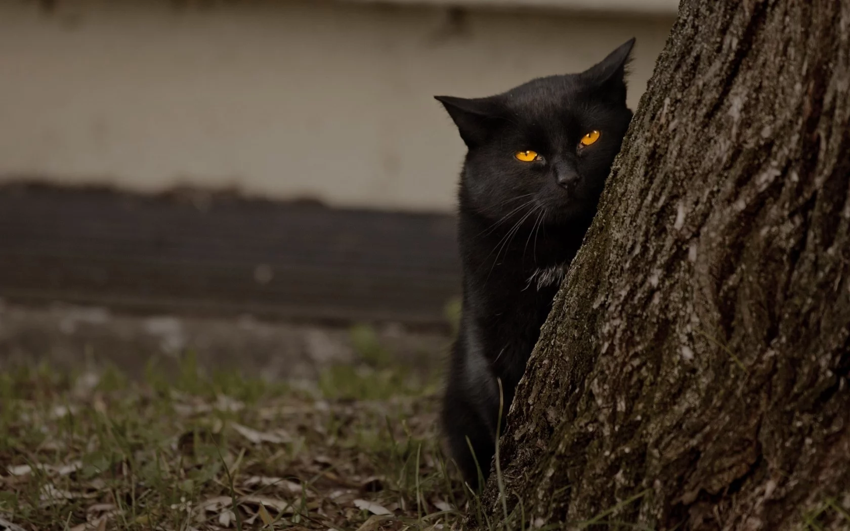 дерево, желтые глаза, кошка, черный кот