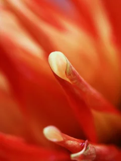 macro, flowers, , orange
