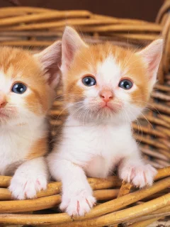 animals, животные, мир, world