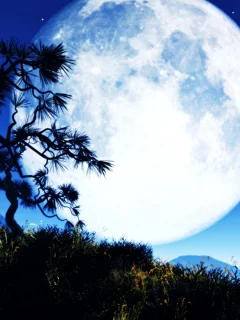 ночь, луна, Moon, trees, night, деревья