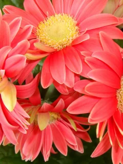 gerbera daisies, красивые, листья, цветы