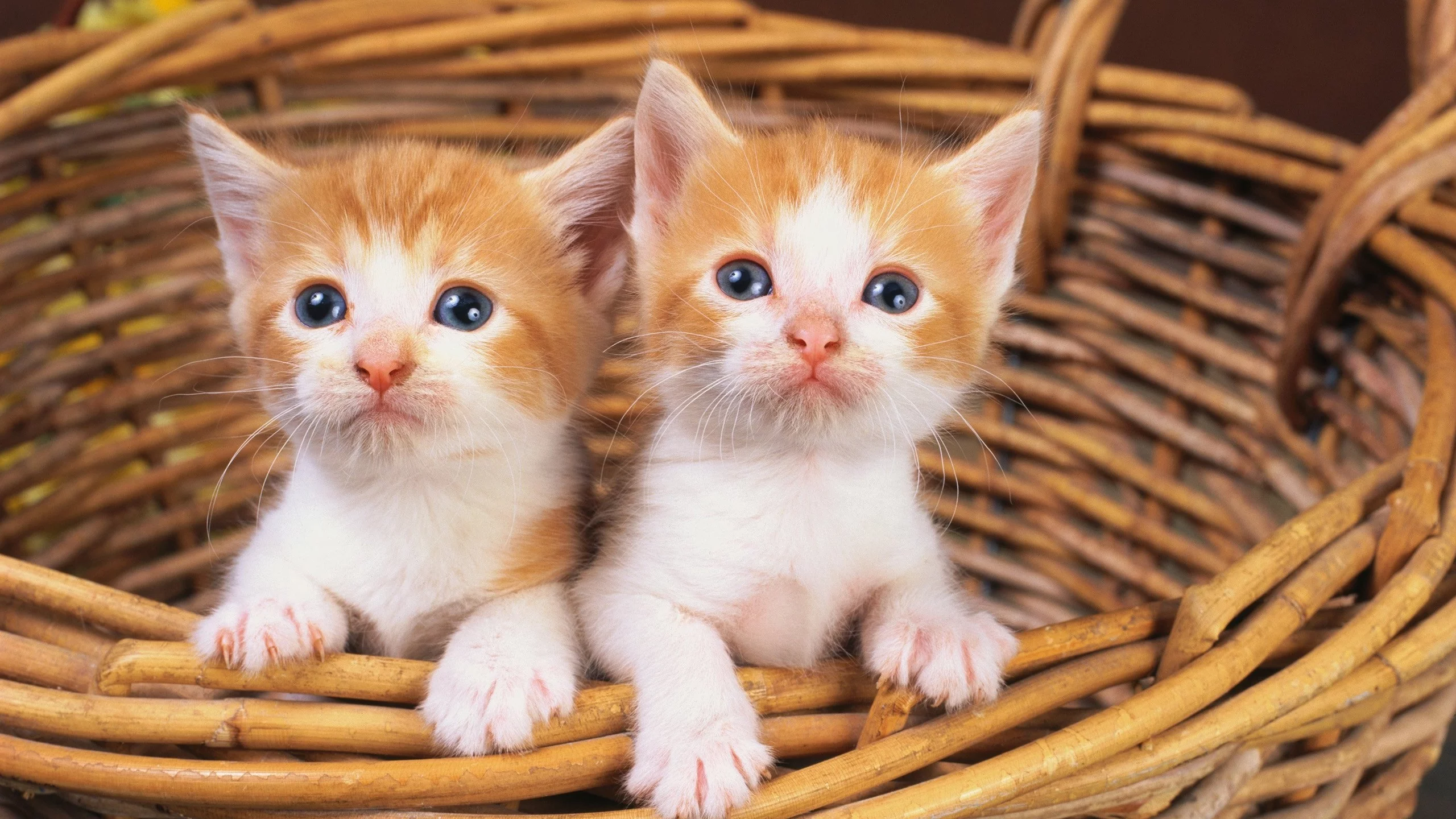 animals, животные, мир, world