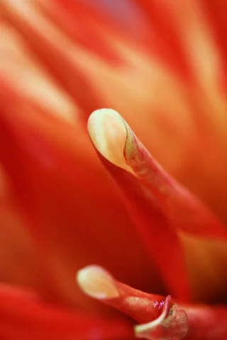 macro, flowers, , orange
