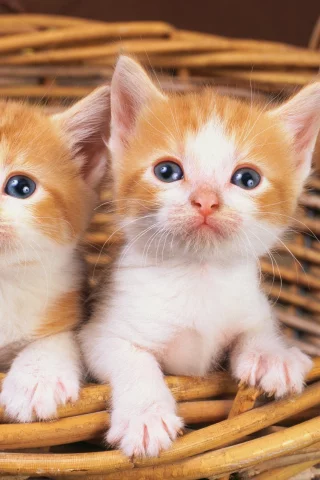 animals, животные, мир, world