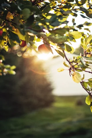 , Sun, trees