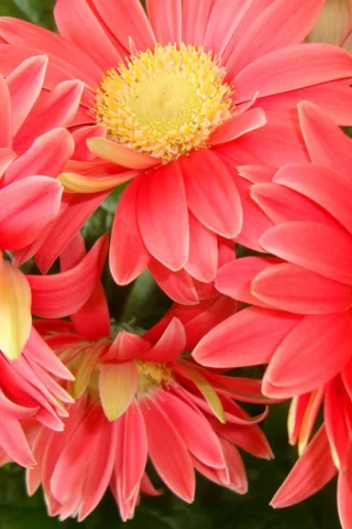 gerbera daisies, красивые, листья, цветы