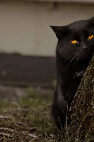 дерево, желтые глаза, кошка, черный кот