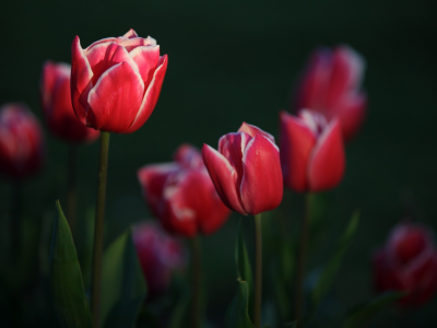 тюльпаны, garden, tulips, цветы, flowers, сад