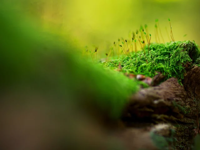 nature, макро, macro, природа