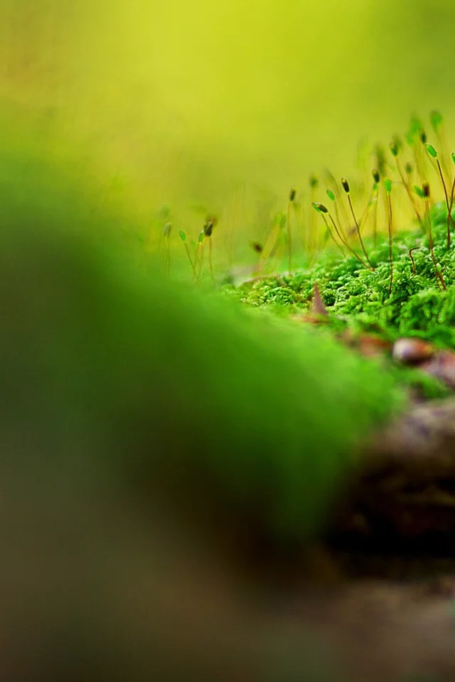nature, макро, macro, природа
