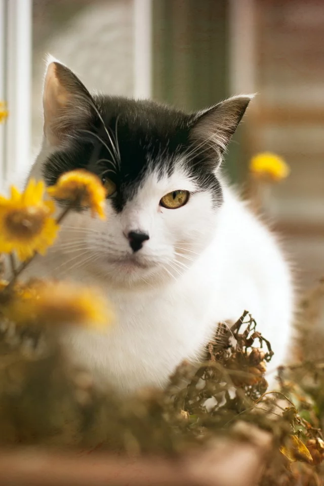 кошка, цветы, дом