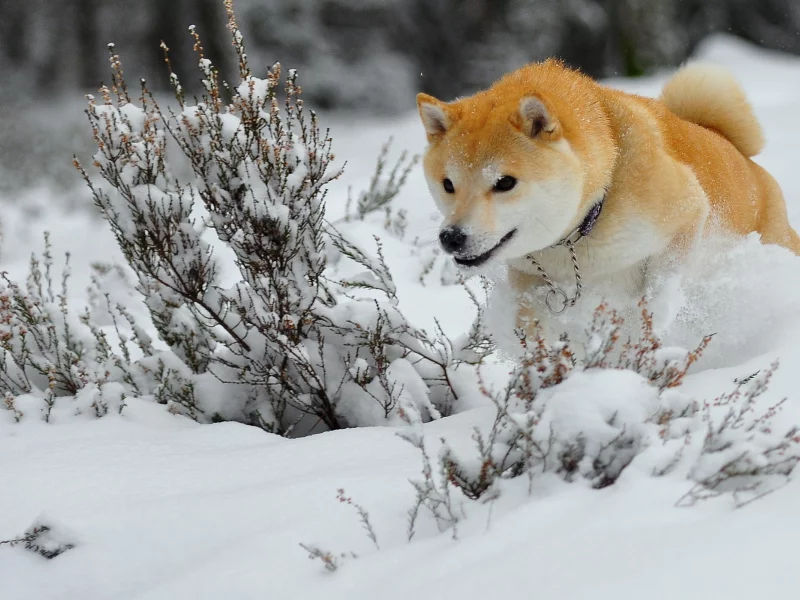 animals, dogs, собак, животных
