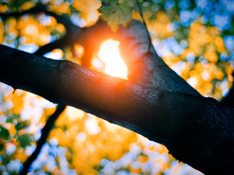 branches, природа, солнечного света, nature, bokeh, листья, боке, trees, sunlight, leaves, деревья, филиалы