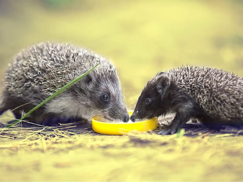 hedgehogs, ежей