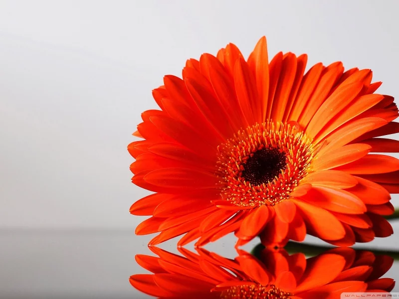 , flowers, daisies