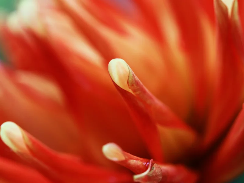macro, flowers, , orange