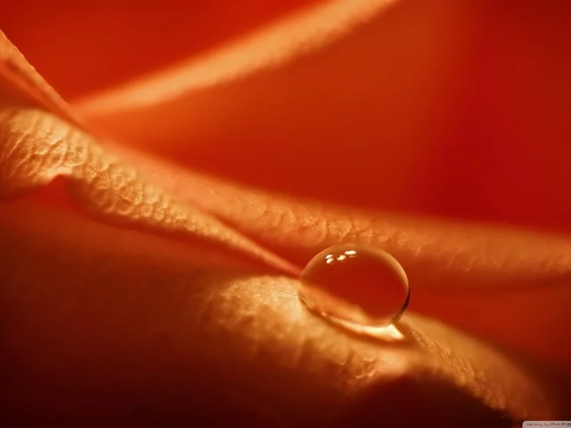 , water, detail, drop