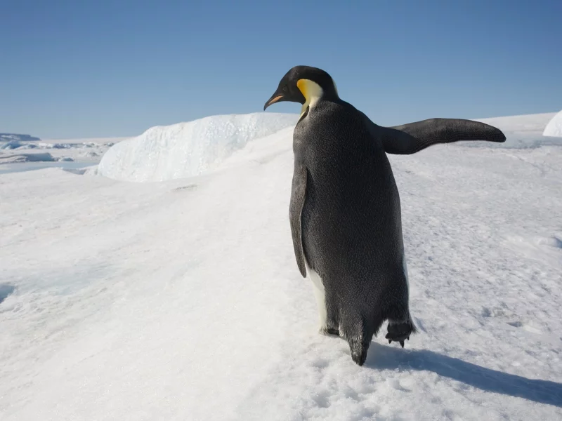 , snow, ice