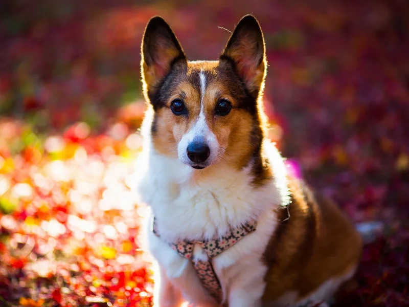 animals, животных, собак, dogs