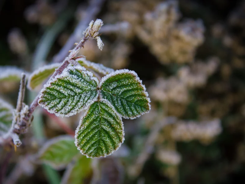 , leaves