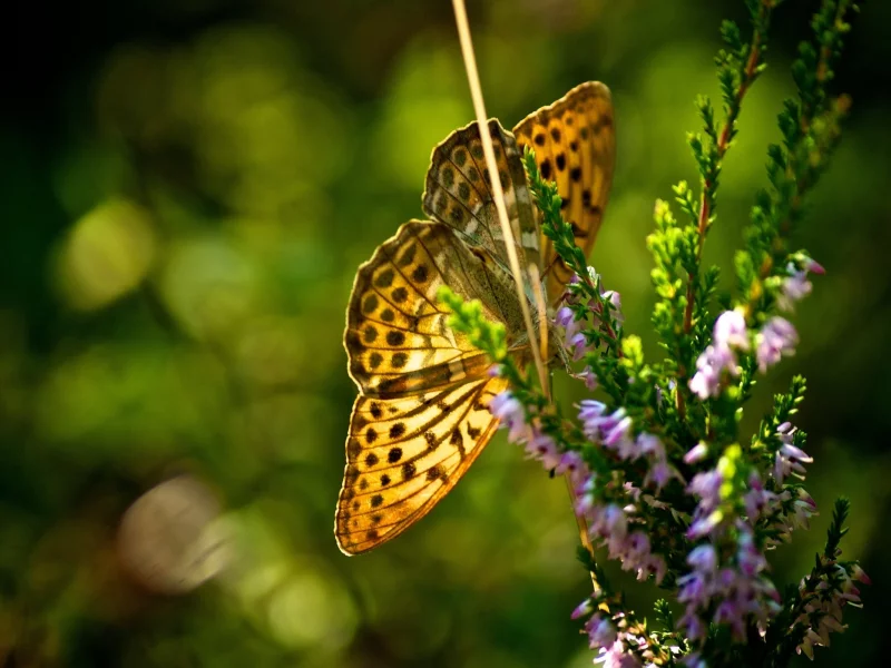 flowers, 