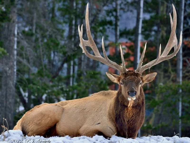 deer, 