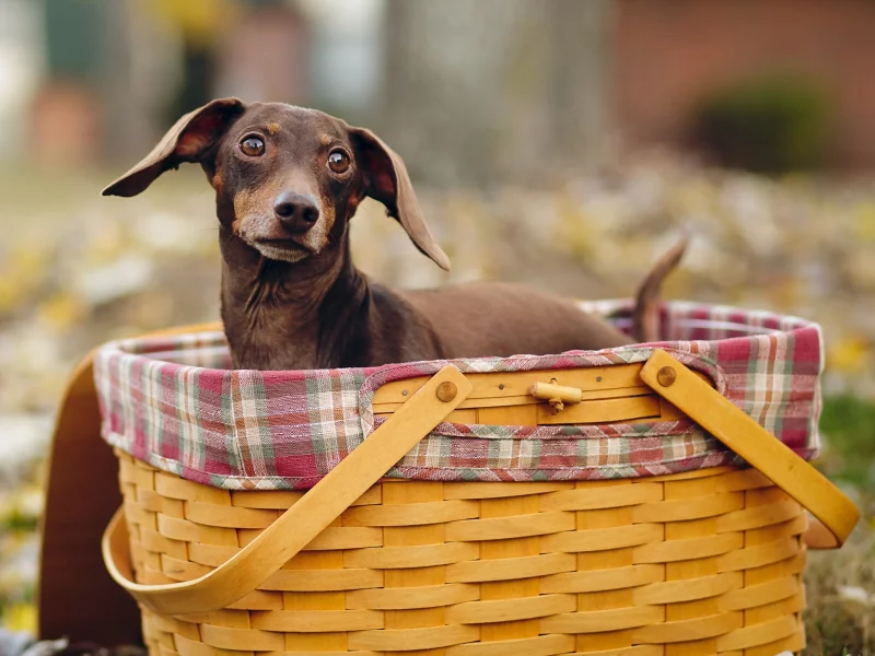 животных, dogs, собак, animals