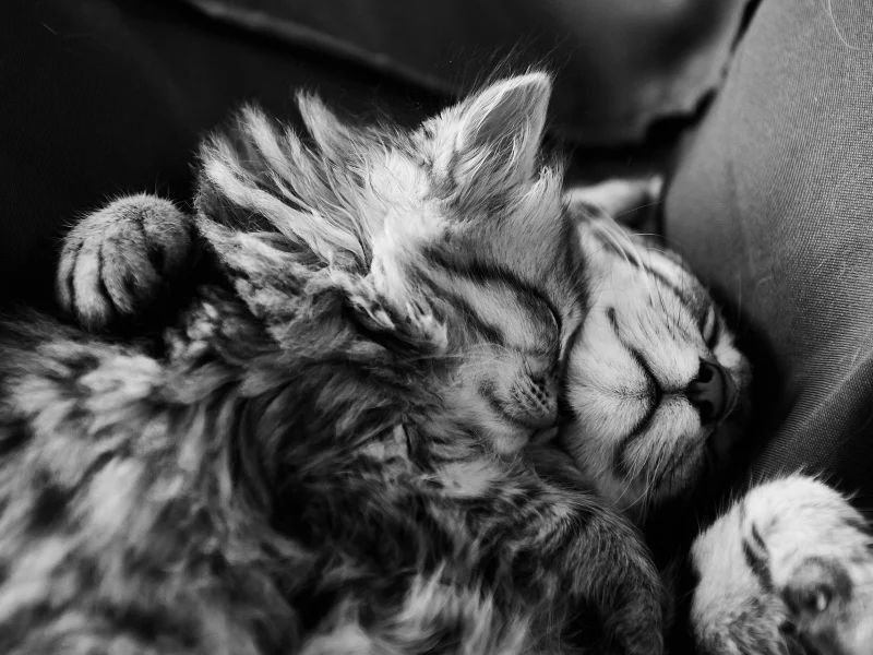 animals, , cats