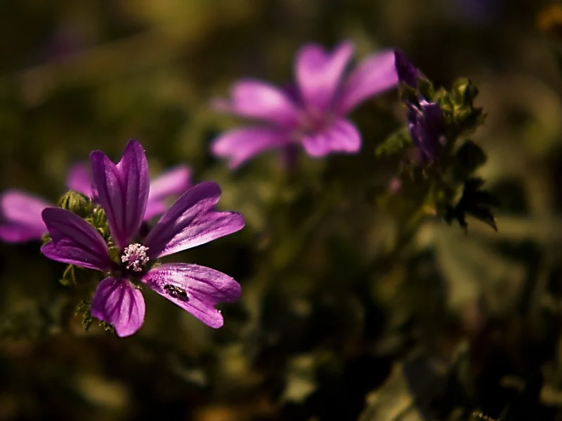, flowers