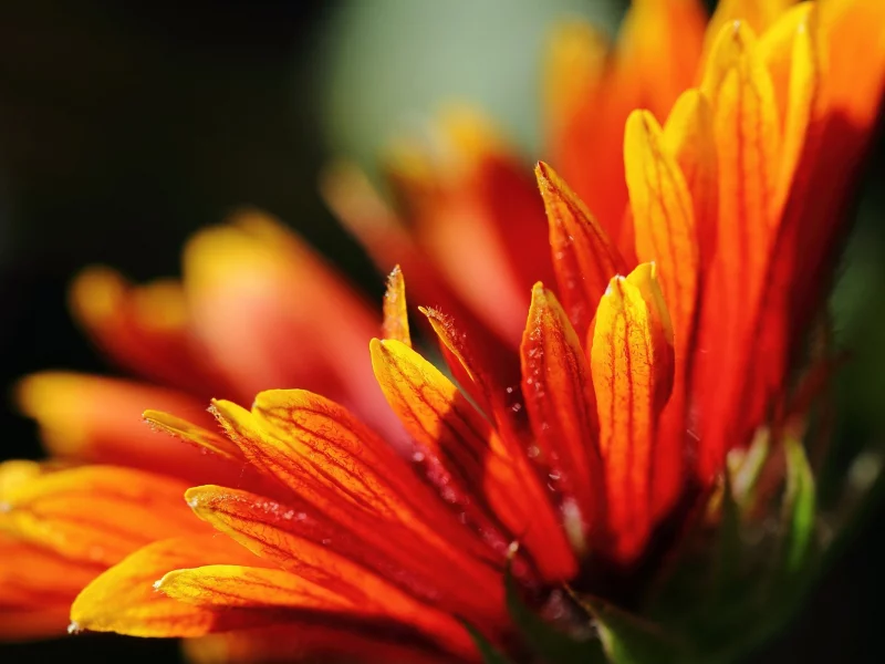 macro, plants, , close-up, flowers