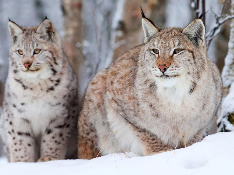 , animals, feline