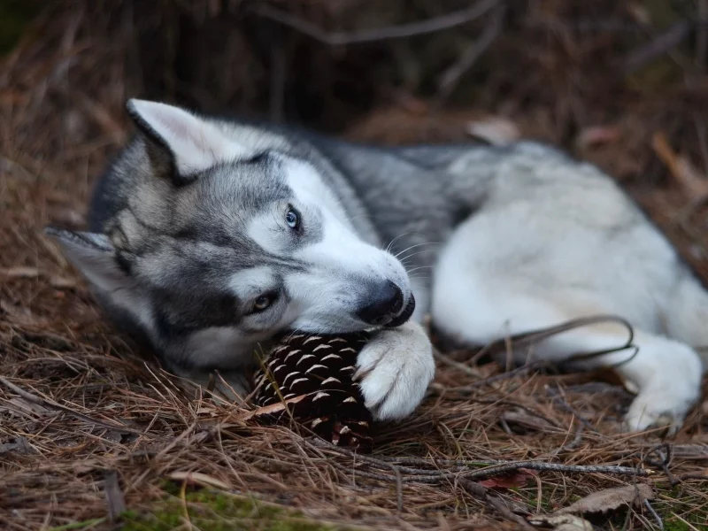 pinecones, baby animals, 