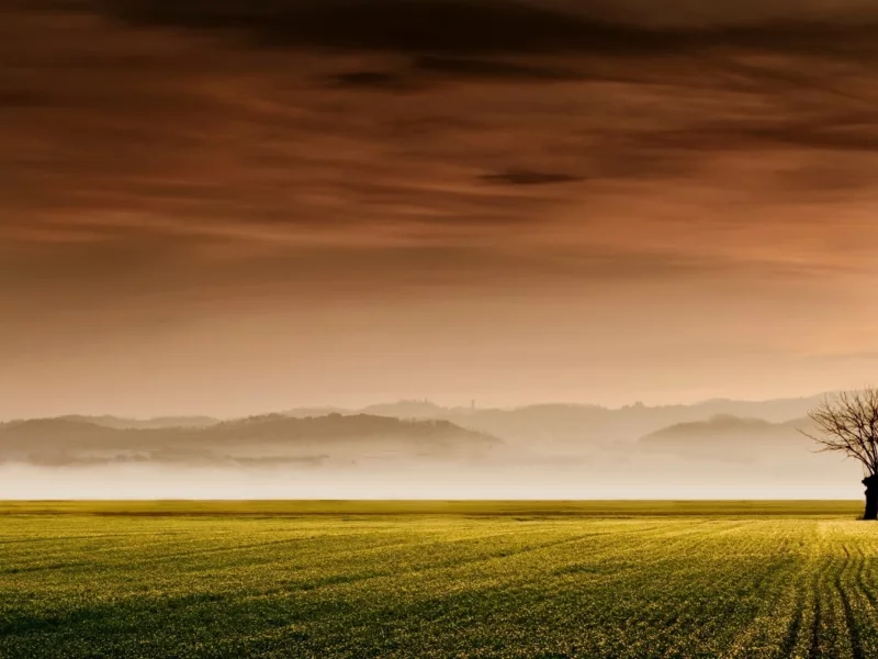 деревья, пейзажи, trees, landscapes