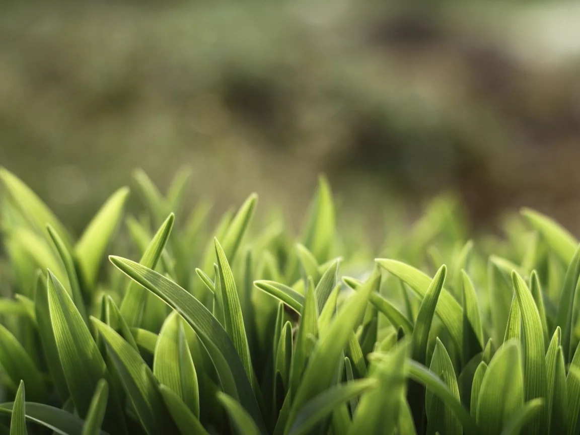nature, зеленый, трава, macro, глубина резкости, depth of field, grass, макро, green, природа